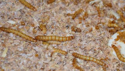 De meelworm is de populairste insectensoort in België, zowel voor productie en verwerking als voor vermarkting.