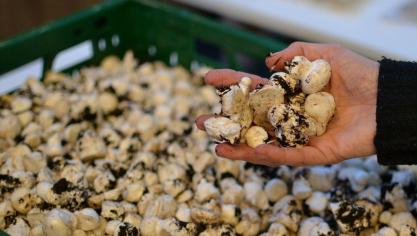 Wat er na een champignonoogst achterblijft – de zogenaamde voetjes – kan perfect gebruikt worden als bio-actieve stof.