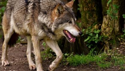 Mensen uit Oudsbergen hebben schrik om hun huizen te verlaten vanwege de wolf.