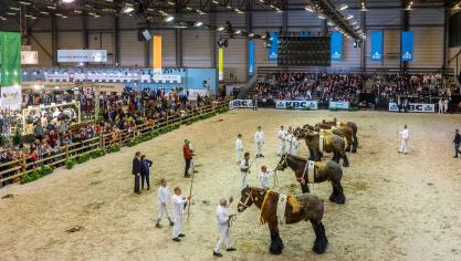 De kampioenschappen van het Belgisch trekpaard zullen op zondag 15 januari ongetwijfeld weer veel volk lokken naar hal 8.