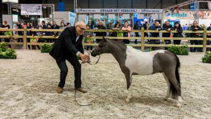 De miniatuurpaardjes stelen de show op zaterdag 14 januari in hal 8.