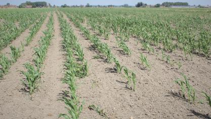 Voor de droogte tijdens de zomer van 2022 werden bij het Vlaams Rampenfonds 871 schademeldingen gemaakt voor een geraamd totaal schadebedrag van 57 miljoen euro.