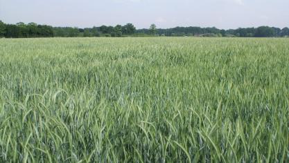 Op de Belgische rassenlijst is een nieuw ras triticale opgenomen.
