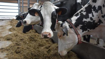 Ook al overheerst de vleesproductie in Wallonië, met een groter aantal vleesveehouders dan melkveehouders, toch is het gemiddeld aantal melkkoeien hoger dan het aantal  zoogkoeien.