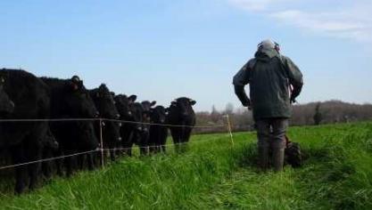 Winterbeweiding heeft volgens de eerste resultaten van de Franse studie geen effect op de totale opbrengst aan gras van een weide.