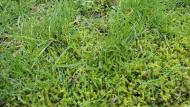 De beste manier om mos te voorkomen is zorgen voor een optimale groei van het gras.