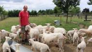 Geert zorgt voor het melken en voederen van de schapen.