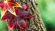 Het herfstblad van Liquidambar  vertoont  prachtige  kleuren.