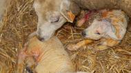 De geboorteperiode is een intense periode op een schapenbedrijf.