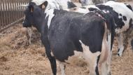 Het voorspellen van de kalving is niet alleen bij melkvee, maar zeker bij dikbil-vleesvee zeer van nut.