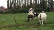 Men moet opletten dat de stier niet vervet (zeker jonge stieren!), gezien vet zich onder andere ook opstapelt rond de testikels, hetgeen het afkoelen van de testikels in het gedrang kan brengen.