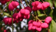 Euonymus europaeus.