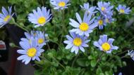 Felicia amelloides of de blauwe margriet.