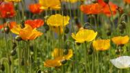 Papaver nudicaule