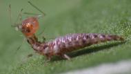 Insecten en landbouwers moeten de toekomst hand in hand tegemoet gaan, meent insectenkundige Kris Wyckhuys.