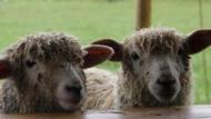 In de regel zijn er geen bezwaren tegen de inrichting van stallingen van een vroeger landbouwbedrijf tot kinderboerderij in de betekenis van een landbouweducatief initiatief.