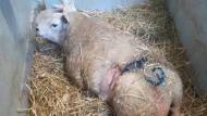 Een ooi met haar lammeren één dag na de keizersnede. Het is belangrijk dat de snede goed gecontroleerd kan worden de dagen na de keizersnede. Dit is evidenter bij een linkerflank incisie.