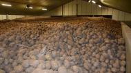 De Belgische aardappelverwerkers gaan elke week 25 ton aardappelen schenken aan de voedselbanken.