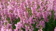 Calluna vulgaris   of struikheide wordt vanwege de vroege bloei van sommige soorten ook wel eens zomerheide genoemd
