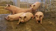 Er werden eind december 2019 maar liefst 143 miljoen varkens geteld.
