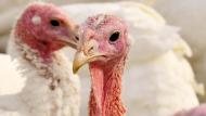 10.500 vogels zullen op een gecontroleerde manier worden geruimd