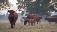 De gestolen dieren hadden een gemiddelde waarde van 1500 euro.