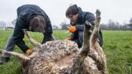 Wetenschappers van het instituut voor Natuur- en bosonderzoek (INBO) nemen DNA-stalen op het dode schaap.