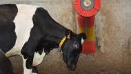 ILVO ontwikkelde recent 2 alternatieve (verkorte) methoden om het dierenwelzijn op melkveebedrijven te monitoren.