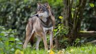 In Heverlee bij Leuven is eind vorig jaar een wolf gespot.