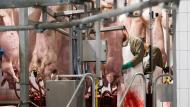 De National Pig Association roept de Britse regering op om de toegang tot de sector voor gekwalificeerde buitenlandse arbeidskrachten te vereenvoudigen.