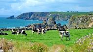 De beschikbaarheid van voorjaarsgras op de weides en de hoge kunstmestprijzen zijn zeker oorzaak van het meer afvoeren van melkkoeien in Ierland.