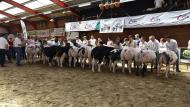 De leerlingen van het 4e jaar en tot de leeftijd van 16 jaar optie Landbouw bereiden zich in de voorafgaande weken intens voor op hun showmanship voor zowel melkvee als BWB-vee.