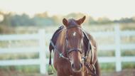 Het Equilabel kwaliteitslabel werd fors uitgebreid met heel wat criteria die het welzijn van de paarden centraal stellen.
