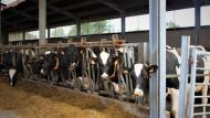 ILVO zoekt 2 melkveehouders om tegen vergoeding lid te worden van een Vlaams-Nederlands onderzoeksteam.
