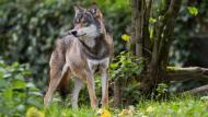 De afgelopen weken gingen er verschillende presentaties door binnen het project ‘De wolf, wees op je hoede’.