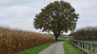 Door de droge zomer kunnen heel wat (groene) eikels in de weide belanden. Wees alert voor eikelintoxicatie bij je dieren.