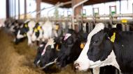 In de VS werd meer melk geproduceerd met minder koeien dan vorig jaar.