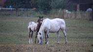 Een prachtig Appaloosa-veulen ergens in Vlaanderen (september 2022)