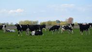 Meer dan 90% van de Vlaamse melkveehouders neemt deel aan het paratuberculoseprogramma.