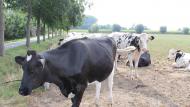 De koolstofvoetafdruk van Vlaamse melk daalde met 30% tussen 2000 en 2019.