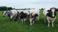De marktprijzen voor Belgisch witblauw rundvee zijn stabiel, meldt Coevia.