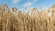Sinds 1 augustus konden dankzij de deal 10 miljoen ton graan en andere landbouwproducten geëxporteerd worden.