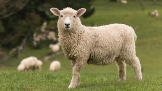 mouton