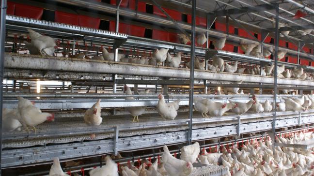 De vogelgriep veroorzaakt grote schade in de pluimveehouderij.
