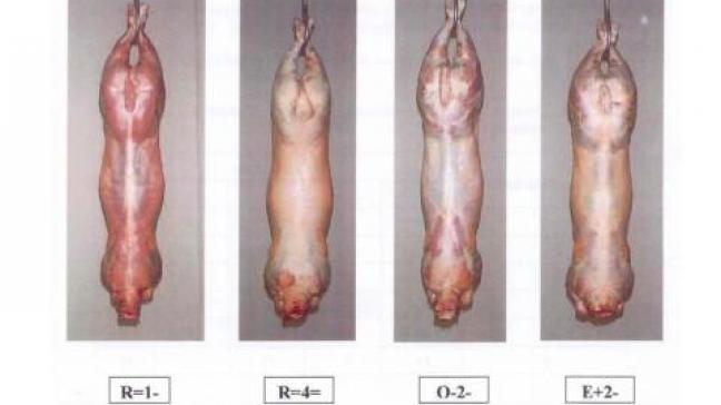 Enkele voorbeelden van karkassen: links matig bespierd (R) en te mager of veel te vet, rechts weinig of sterk bespierd.