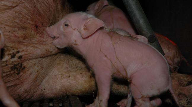 Help de kleinere biggen bij het vinden van een tepel zodat ze binnen het half uur na de geboorte biest opnemen