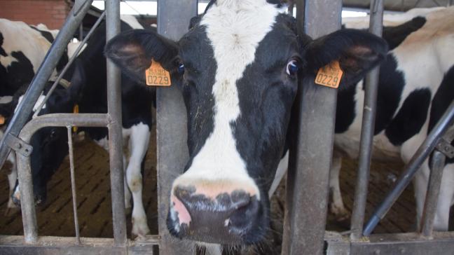 FAVV raadt aan om gevoelige dieren (runderen en schapen) te vaccineren tegen BTV8.