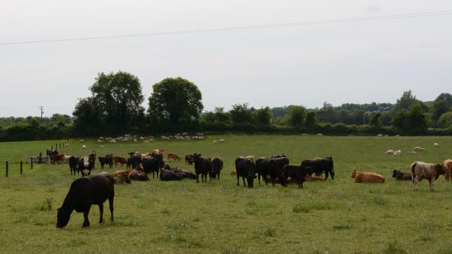 Op Tullamore Farm grazen koeien en schapen samen.
