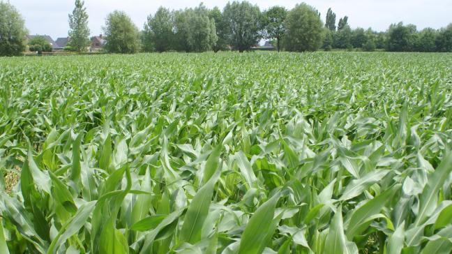 VIB speelt een voortrekkersrol op het gebied van biotechnologie, en onderzoeks op een speciale wijze veredelde maïs.