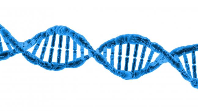 Met nieuwe technieken kan het DNA direct worden beïnvloed.